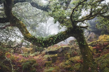 03-09-20-Foggy-Wotter-Wood-Horizontal-Ferny-branch5D3_4895Watermark