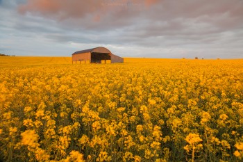 05-05-19-Sixpenny-Barn-Sunset----Dorset---IMG_6917