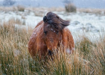 06-01-18-Snowy-Dartmoor---Face-on-Pony_MG_0220