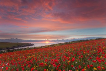 06-06-19-West-Pentire-Poppy-Sunset-IMG_8048-sharpened