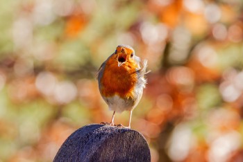 07-03-18-Saltram-Robin-BGT_MG_0172