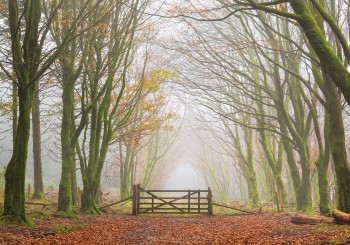 07-11-20-Bellever-Woods-Mist-Gate-5D3_0322Watermark