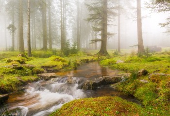 07-11-20-Bellever-Woods-Mist-Stream5D3_0254Watermark