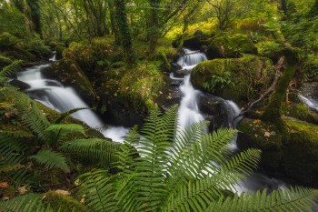 08-09-20-Peter-Tavy-Falls-Dawn-Fern-Landscape5D3_5162Watermark