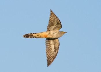 10-05-18-Emsworthy-Cuckoo-in-flight_MG_0103