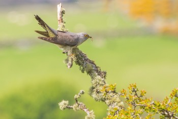 13-05-18-Close-Cuckoo-Sunday-Emsworthy_MG_0078Watermark