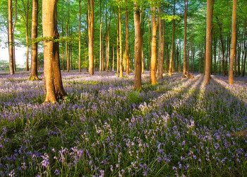 13-05-18-Dawn-Bluebells-Cann-Woods-IMG_4510-7x5