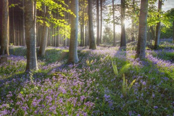 13-05-18-Dawn-Bluebells-Cann-Woods-IMG_4543