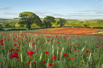 13-06-14 Touches of Light - Poppy2 Best