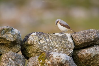16-05-19-Cuckoo-Wheatear-Emsworthy---Bowing-Wheatear_MG_0157Watermark