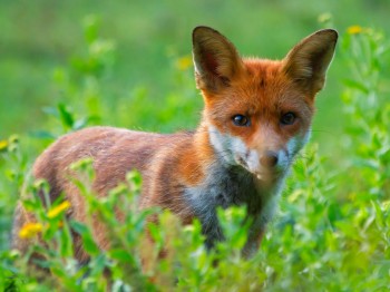 17-08-14-Young-FoxClose-Peeping1