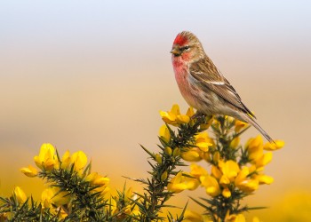 19-04-17-Male-Redpoll-and-Male-Linnet---Roborough-Down_MG_0106