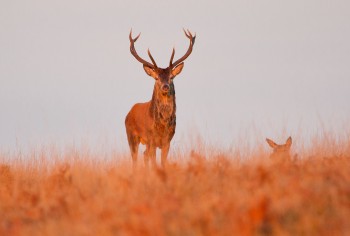 20-10-18-Red-Deer-Shoot---Exmoor---SKing-of-the-Hill--_MG_0290-CROP