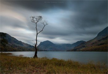 23-10-19-Buttermere-Lake-Lone-Tree-LE-IMG-CROP