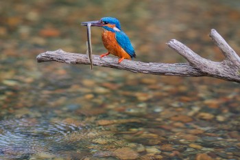 29-04-17-Male-on-water-perch--river-level---PlymbridgeIMG_1468