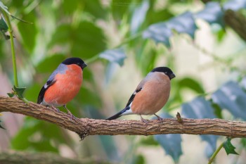 30-03-18-Perched-Garden-Birds---A-PAIR-OF-BULL-FINCHES-IMG_3237Watermark