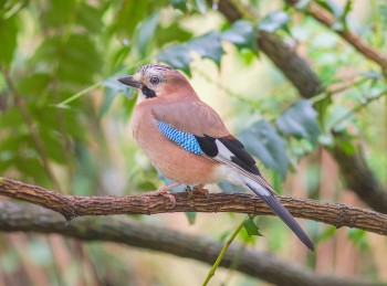 30-03-18-Perched-Garden-Birds-JAY-in-MAHONIA-IMG_3396