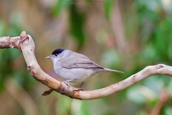 30-03-18-Perched-Garden-Birds-Male-Blackcap-IMG_3546Watermark