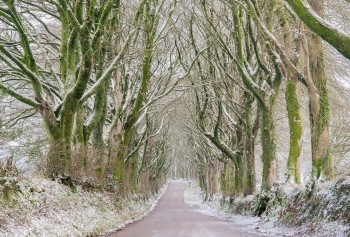 31-12-20-Bridestowe-Snow-Green-Avenue5D3_3589Watermark