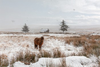 31-12-20-Nuns-Cross-Farm-Snow-Close-Pony-Snowing5D3_3735Watermark