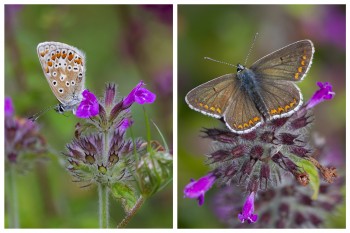 Brown-Argus-CollageWatermark