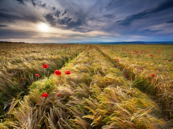 IMG_2586-25-06-15-Barley-Poppy-Texture-Motion-4x3