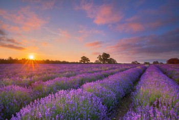 IMG_2910-11-07-15-Somerset-Lavender-Sunrise-Sunburst-17-40mm-V2-Warm