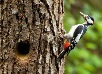 IMG_5812Male Woody on Duty crop