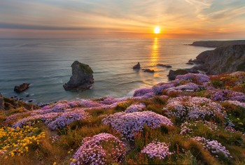 IMG_6621Floral-Sundown---Bedruthan-Blend