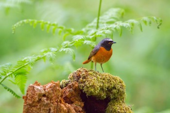 _MG_0090-06-06-15-Yarner-Redstart-Stump1