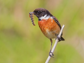 _MG_0181-09-05-15-Godrevy-Stonechat-Caterpillar-Best-Sharpened-in-Raw