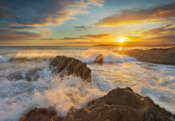 March-Golden-Tide---BovisandWatermark