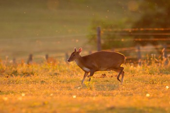 Mother-Muntjac-Golden-Light---Harefield