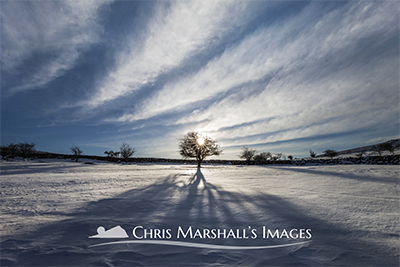 Tree in Snow 2021LOWRES