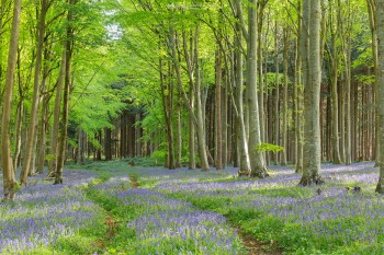 11-05-21-Canns-Bluebells-Sunrise---Winding-Path-5D3_5303Watermark