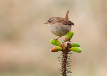 27-04-21-Harford-Wren-and-Goldcrest-WREN-7D2_8251Watermark