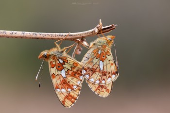 29-04-21-Aish-Tor-Pearl-bordered-Mating-Best7D2_8396Watermark