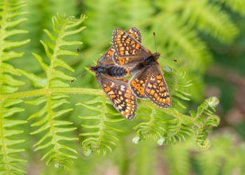 03-06-21-Marsh-Fritillaries-Best-OPEN-MATING-on-FERN7D2_0475Watermark