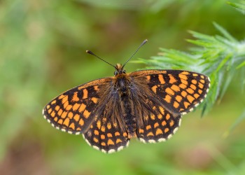 12-06-21-Heath-Fritillary-with-Liz-Luckett-CLOSE-OPEN7D2_1536Watermark