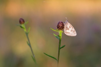 18-07-21-Dawn-Bircham-Butterflies-ORANGE-LIGHT5D3_6038Watermark