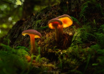 04-10-21-Bellever-Forest-Glowing-Fungi-SICKNER-GLOW1-5D3_9769Watermark
