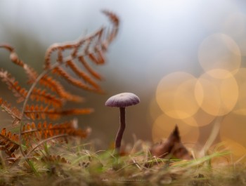 13-10-21-Chudleigh-Knighton-Heath-Shrooms-OPEN-AMETHYST-GOLD-5D3_0521Watermark