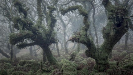 19-12-21-Wistmans-First-Mist-FIGHTING-TREES-5D3_5543Watermark