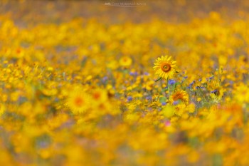 04-08-22-Sunflower-Meadow-Blue-Sky-SELECTIVE-BLUR-5D3_8350Watermark