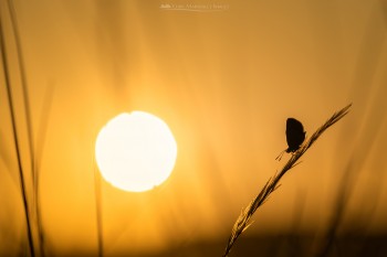 22-06-22-Silver-studded-Perran-Sands-SUN-PLUS-SILOUETTE-7D2_2750-CROP-Watermark